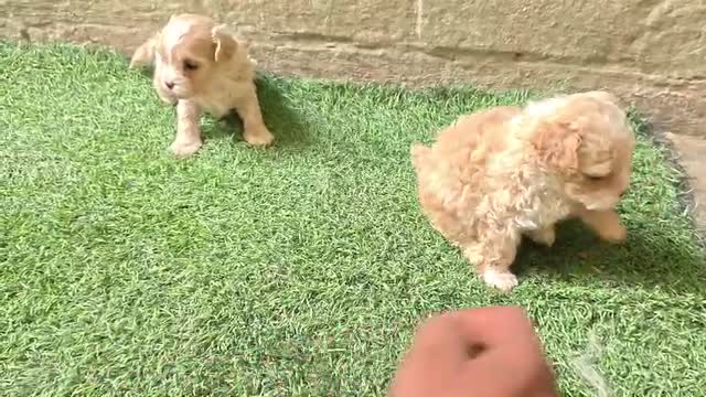 Maltipoo Puppy, farm video