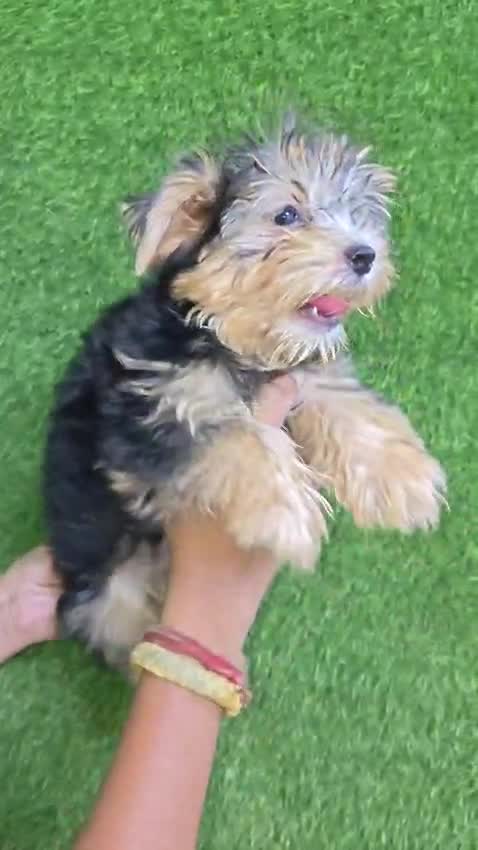 Yorkshire Terrier Puppy, farm video