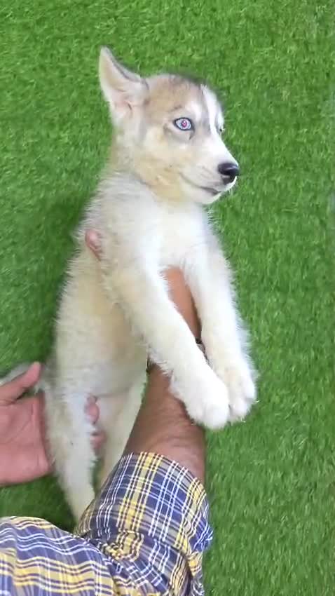 Siberian Husky Puppy | Black & White Color, farm video