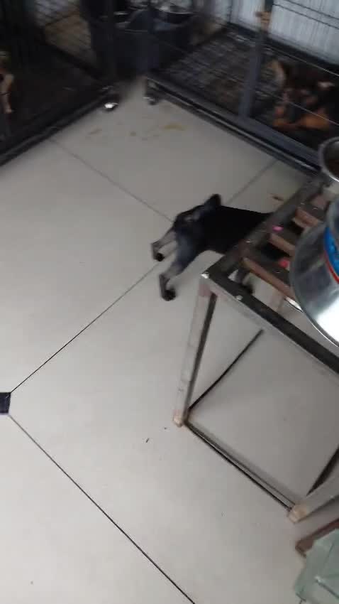Pug Puppy, farm video