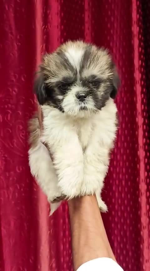Shih Tzu | Black & White Color, farm video
