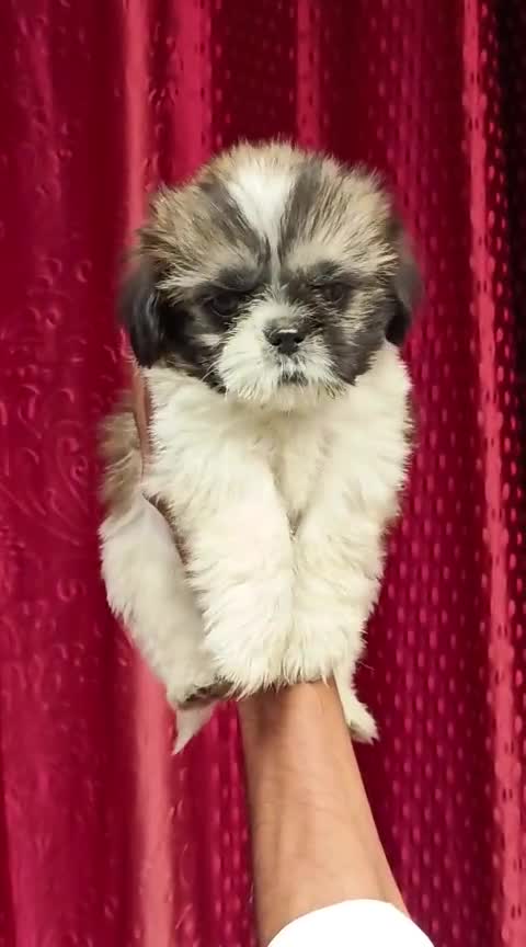 Shih Tzu | Black Color, farm video