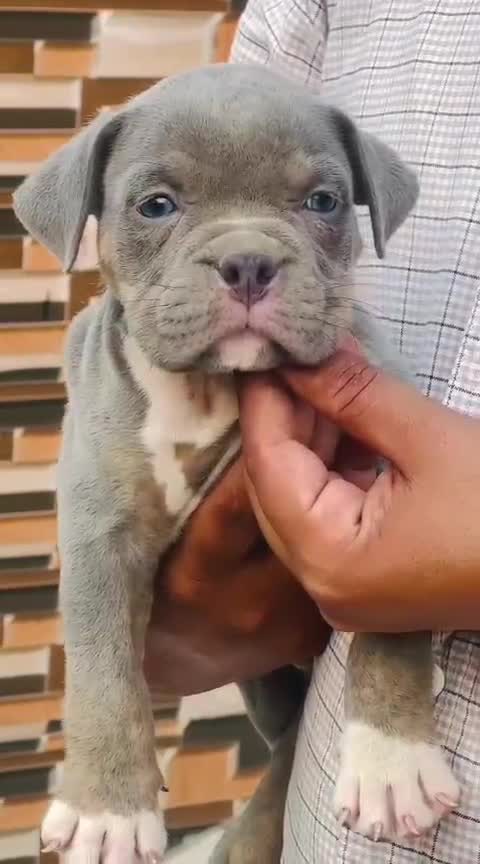American Bully Pocket Size Puppy, farm video