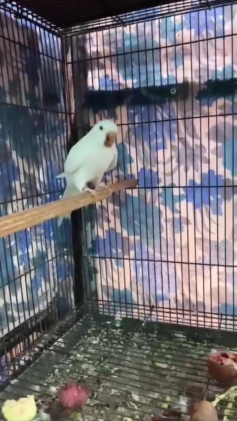 Albino Monk, farm video