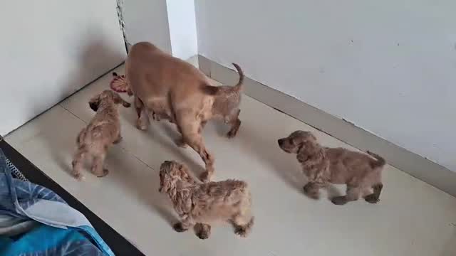 Cocker Spaniel Puppy, farm video