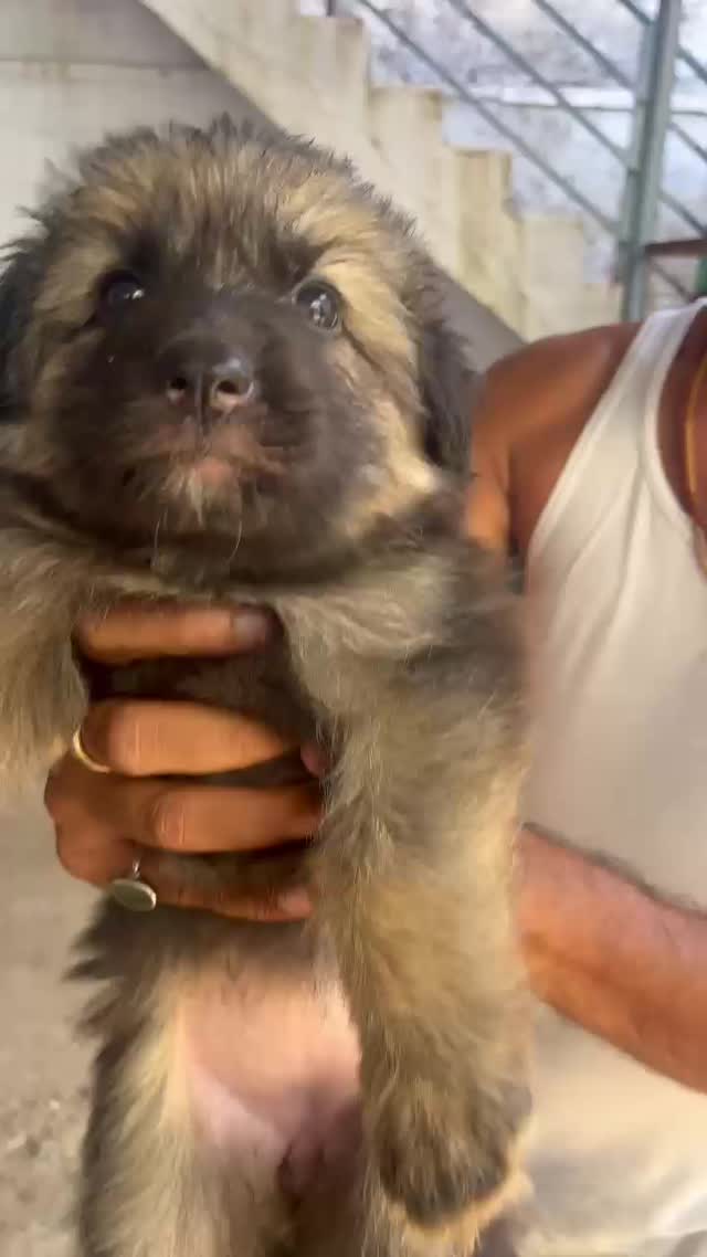 German Shepherd Puppy, farm video