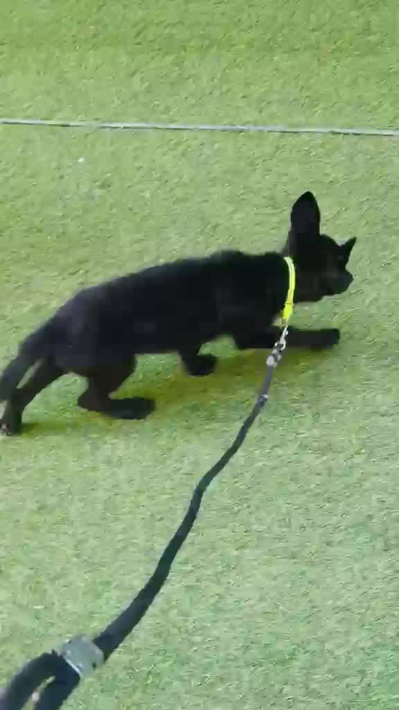 German Shepherd Puppy, farm video