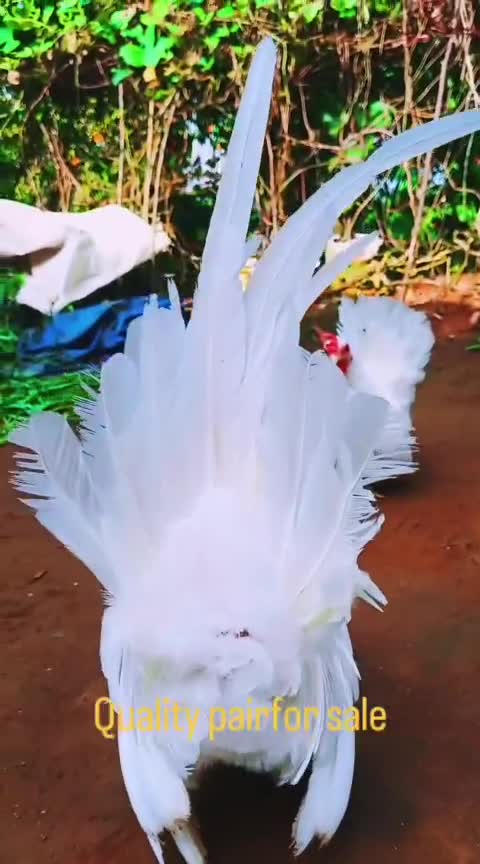 Homer Pigeon, farm video
