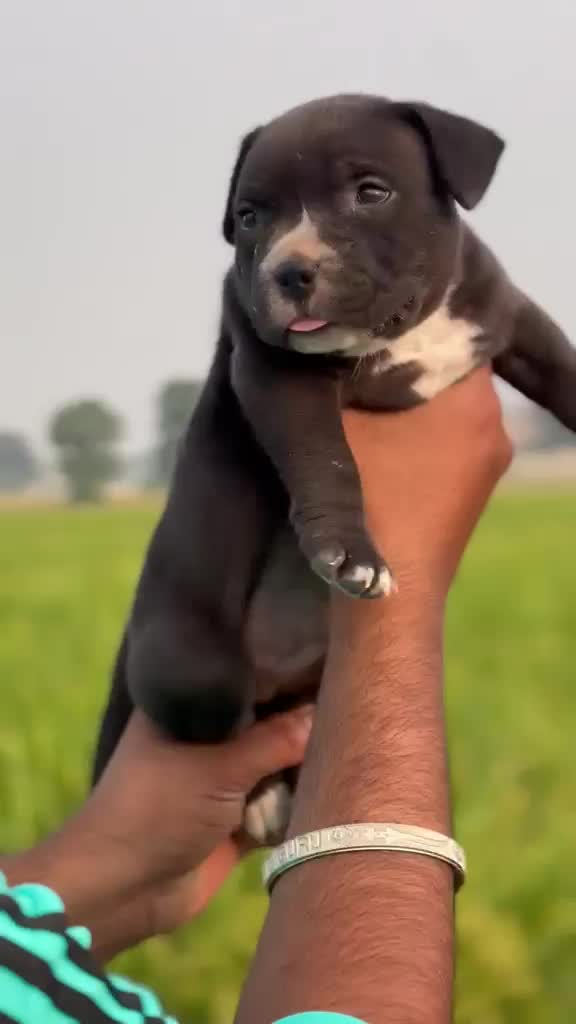 American Bully Pocket Size Puppy, farm video