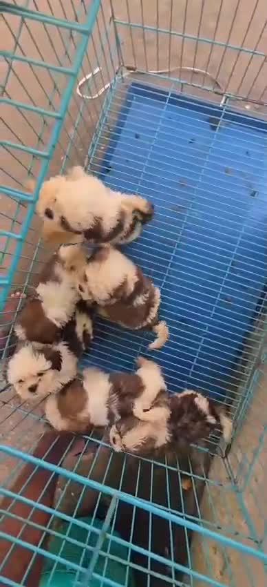 Shih Tzu | Black Color, farm video