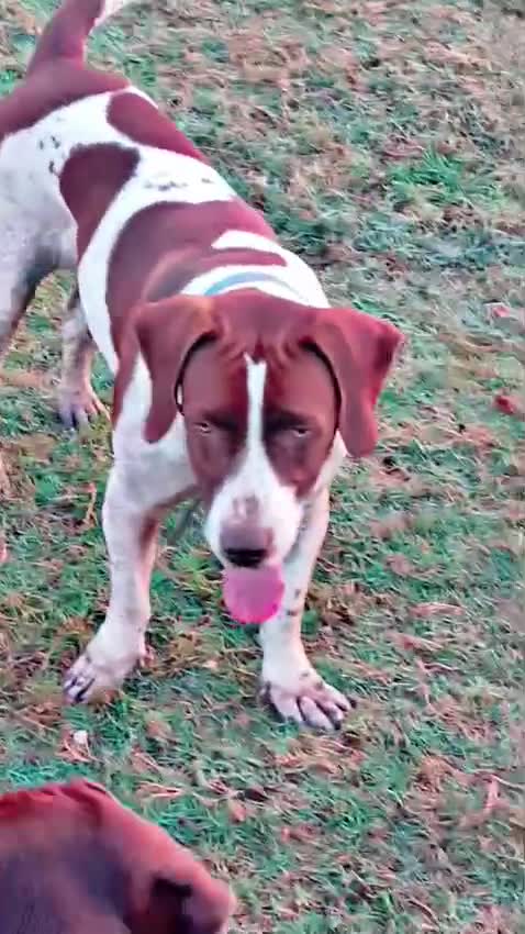 Pointer Puppy, farm video