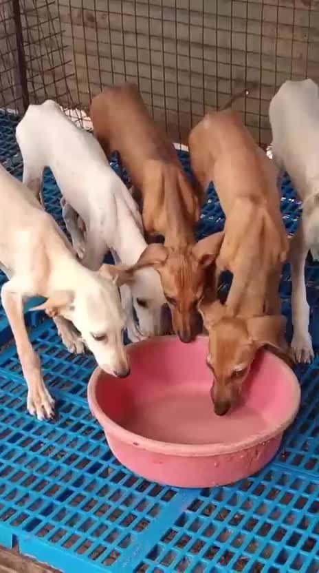 Chippiparai Puppy, farm video