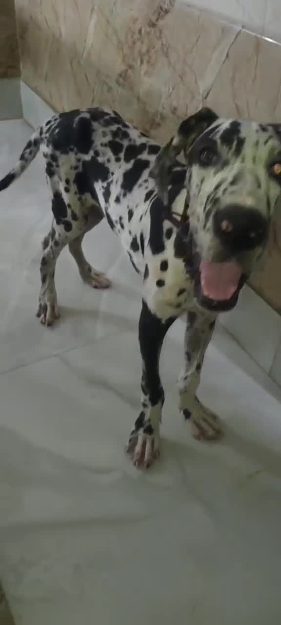 Great Dane Puppy, farm video