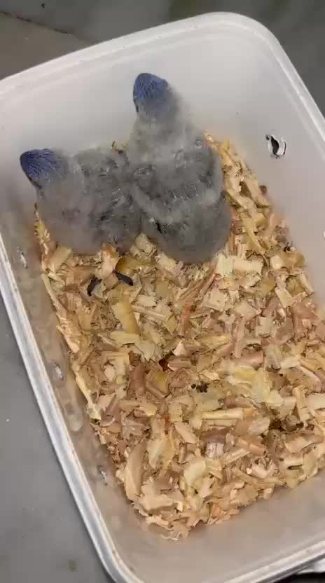 Rainbow Lorikeet, farm video