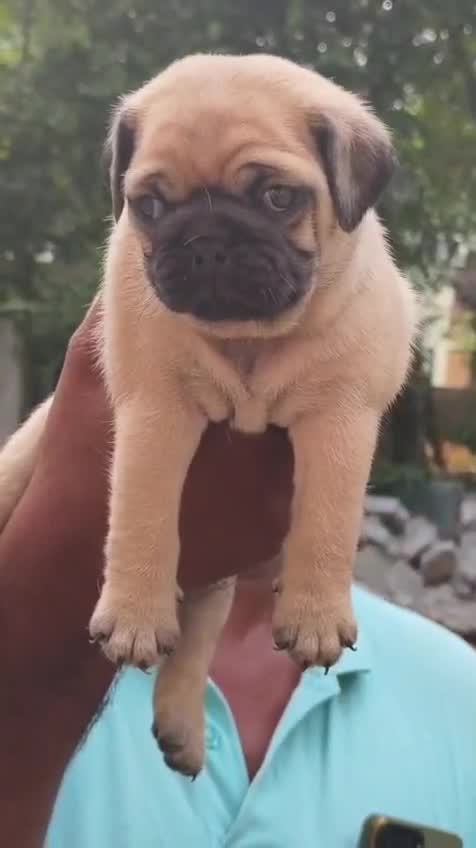 Pug Puppy, farm video