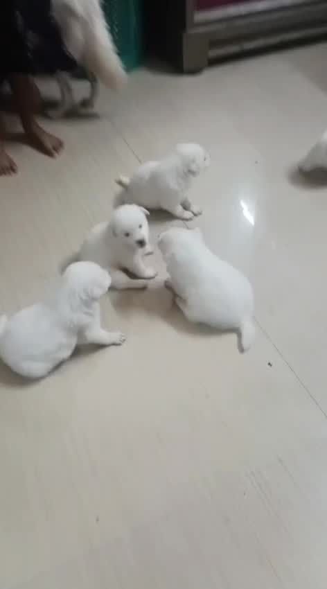Pomeranian Puppy, farm video