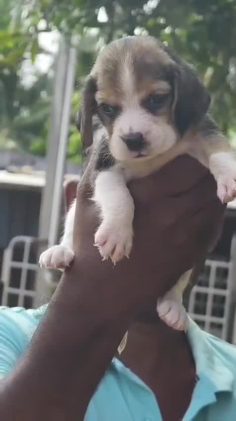 Beagle Black & Tan Puppy, farm video