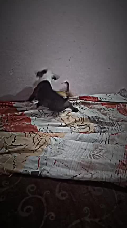 Pitbull Terrier Puppy, farm video