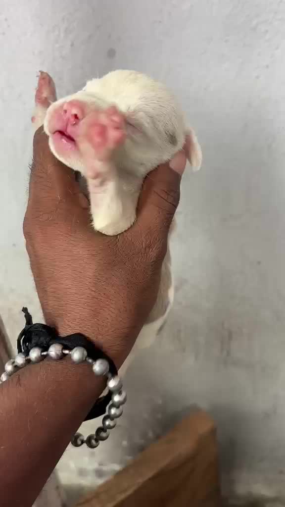 Pitbull Terrier Puppy, farm video