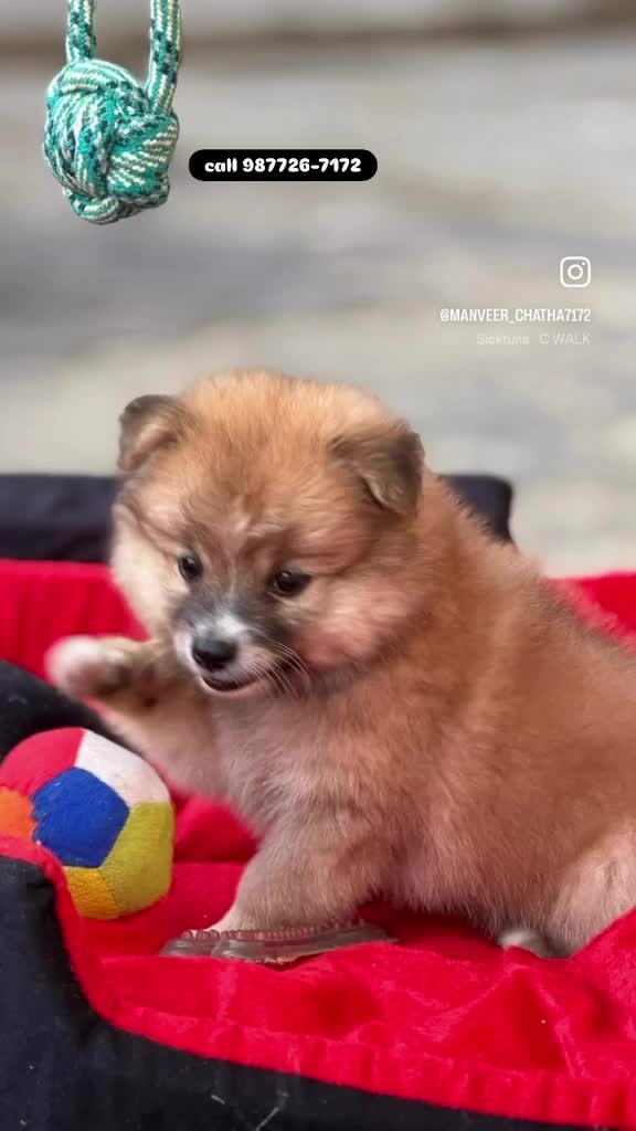 Pomeranian Puppy | Black Color, farm video