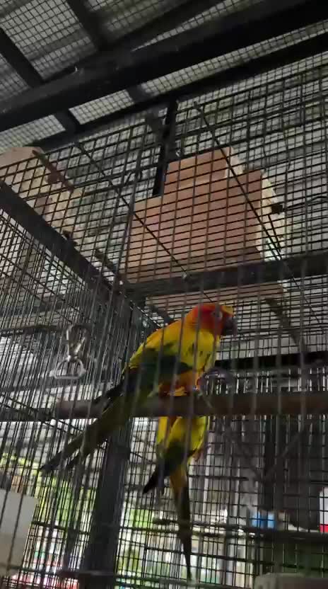 Sun Conure, farm video