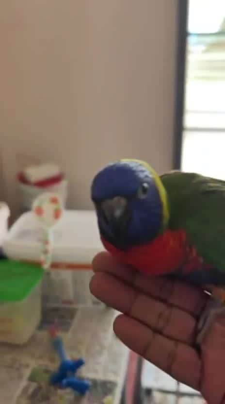 Rainbow Lorikeet, farm video