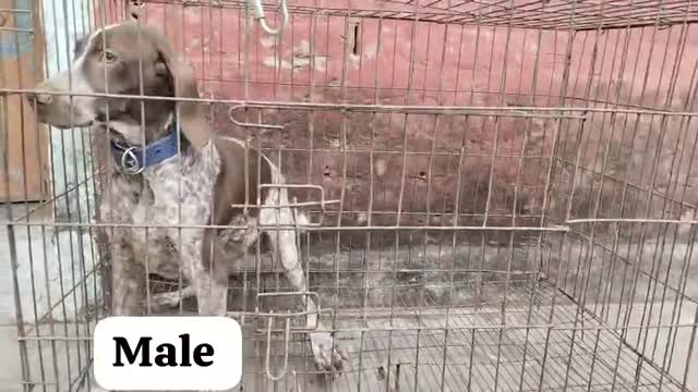 German Shepherd Puppy, farm video