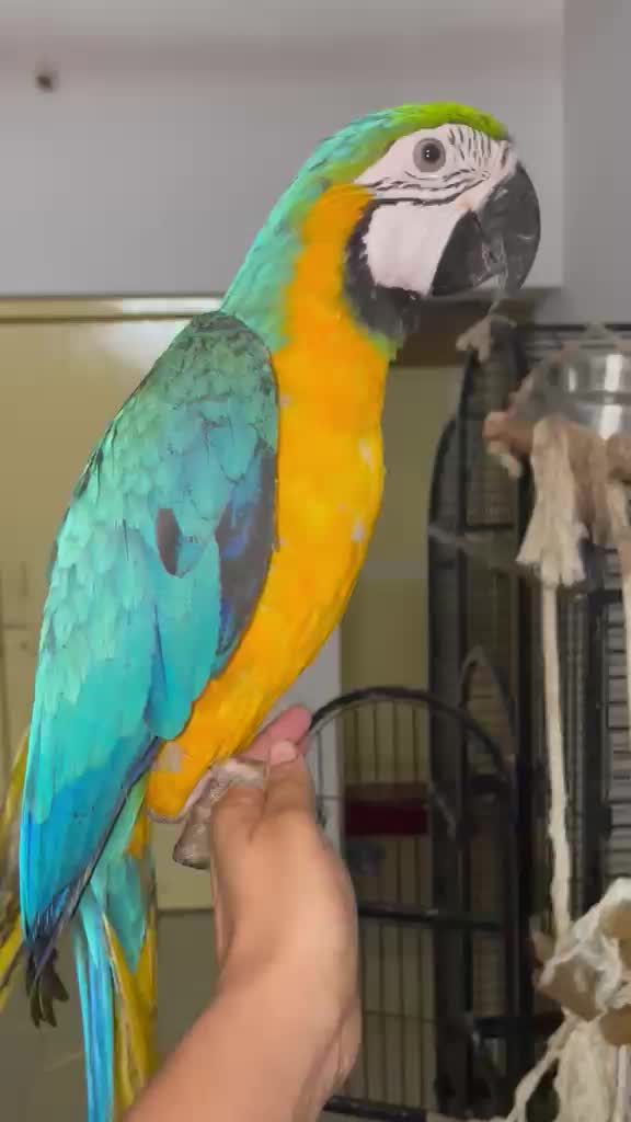 Blue & Gold Macaw, farm video