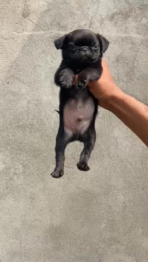 Pug Puppy, farm video