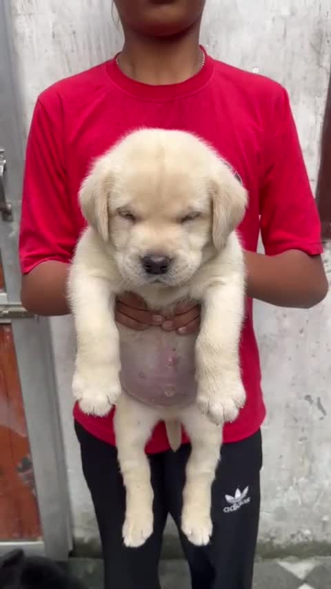 Beagle Black & Tan Puppy, farm video