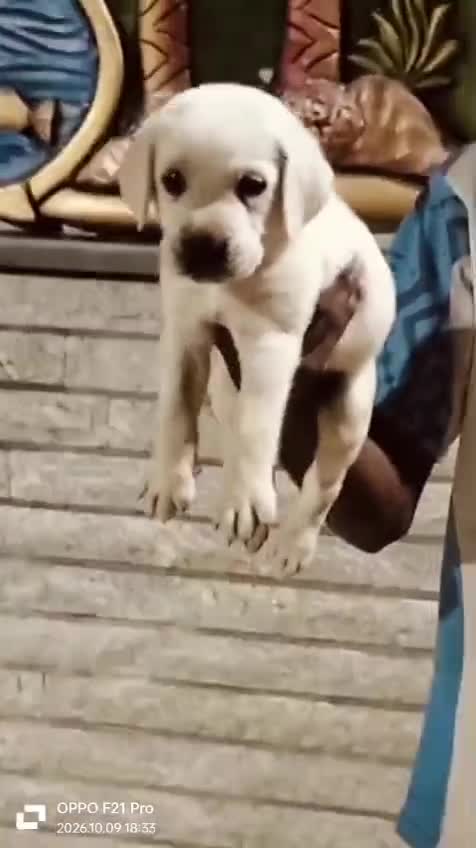Beagle Black & Tan Puppy, farm video
