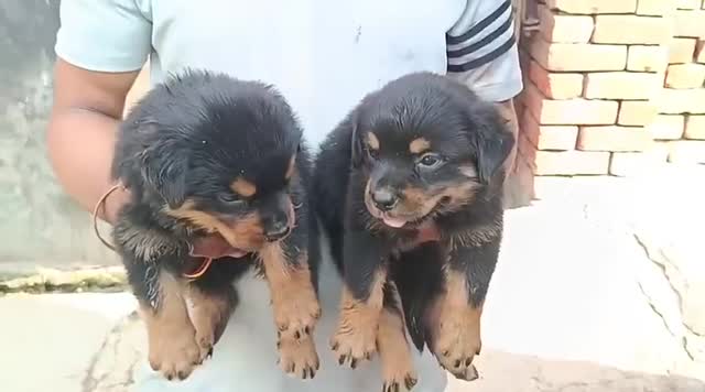 Rottweiler Puppy, farm video