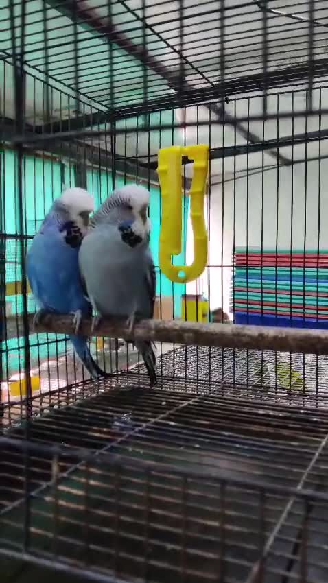 Exhibition Budgies, farm video