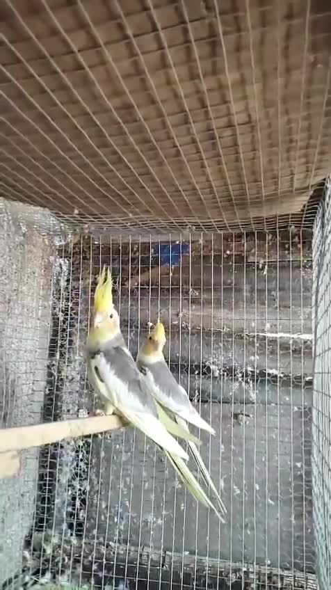 Cockatiel, farm video