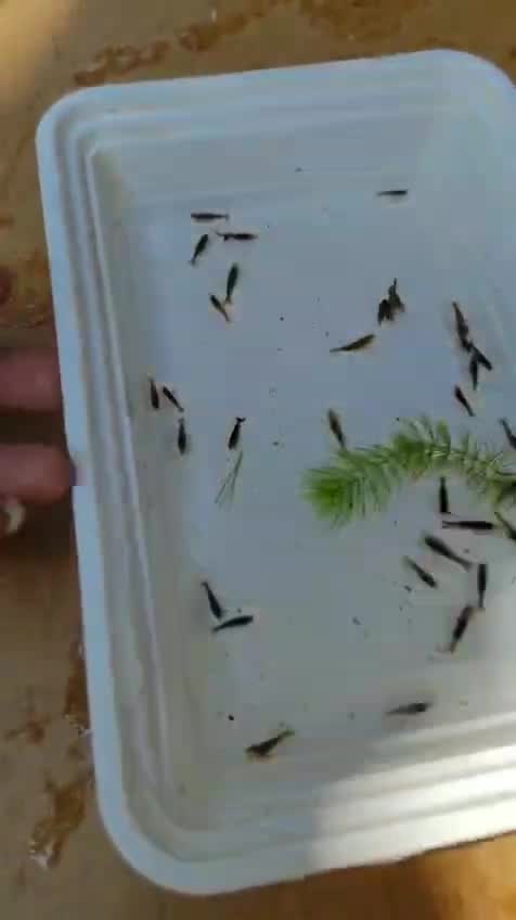 Shrimp, farm video