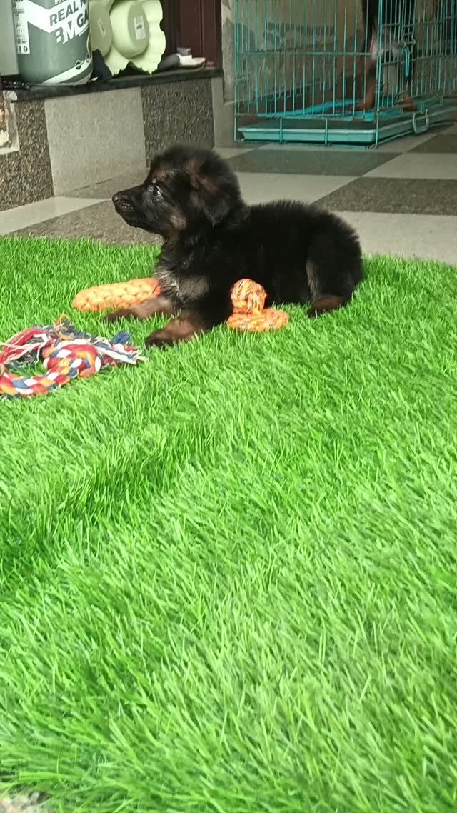 German Shepherd Puppy, farm video