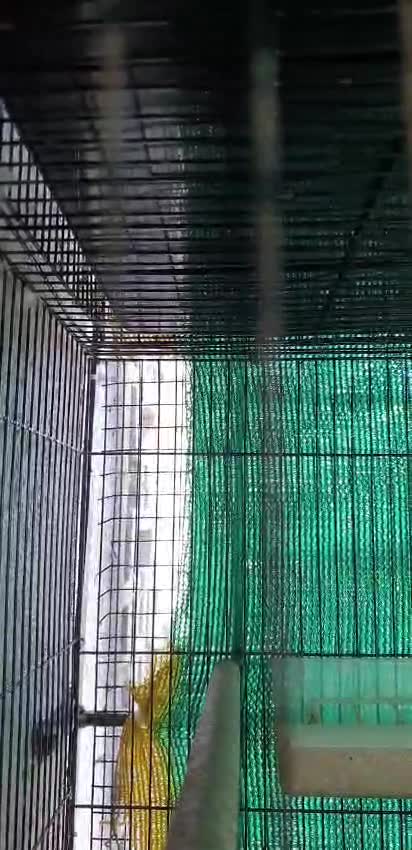 Budgies, farm video