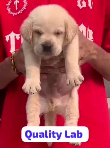 Beagle Black & Tan Puppy, farm video
