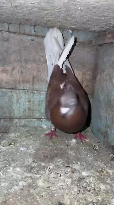Homer Pigeon, farm video