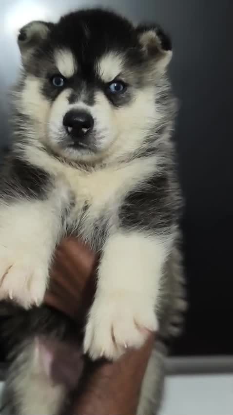Siberian Husky Puppy | White Color, farm video