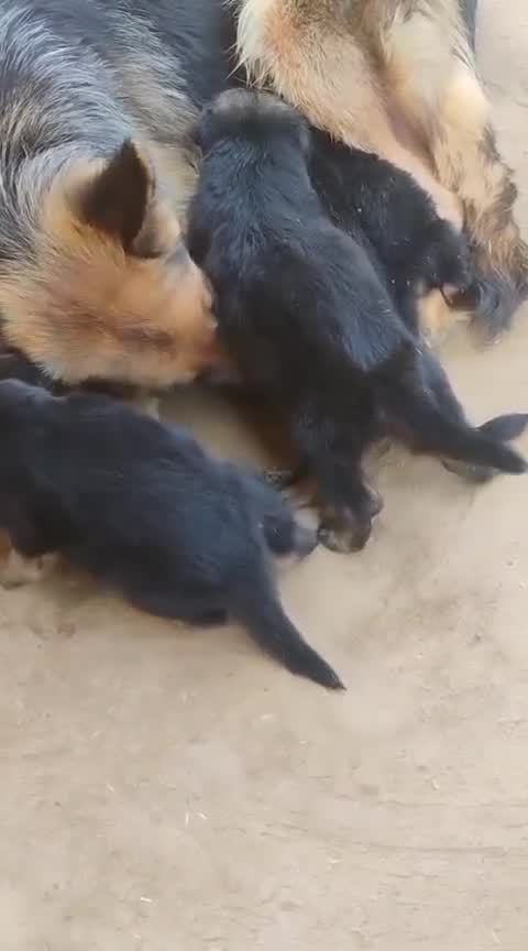 German Shepherd Puppy, farm video