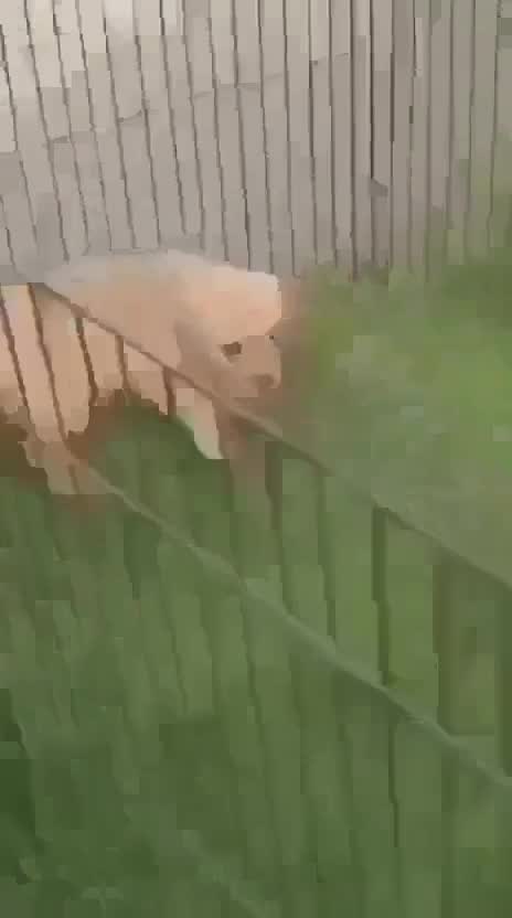 Dachshund Puppy, farm video