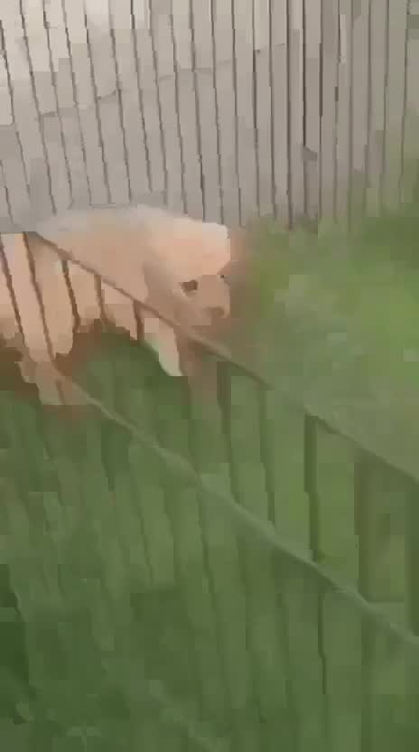 Dachshund Puppy, farm video