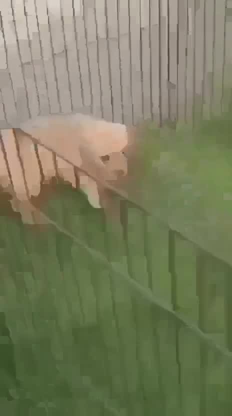 Dachshund Puppy, farm video