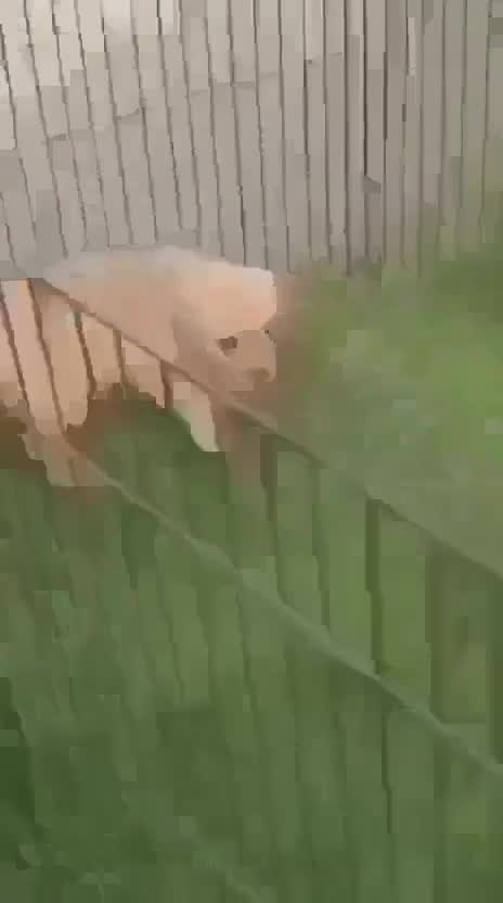 Dachshund Puppy, farm video