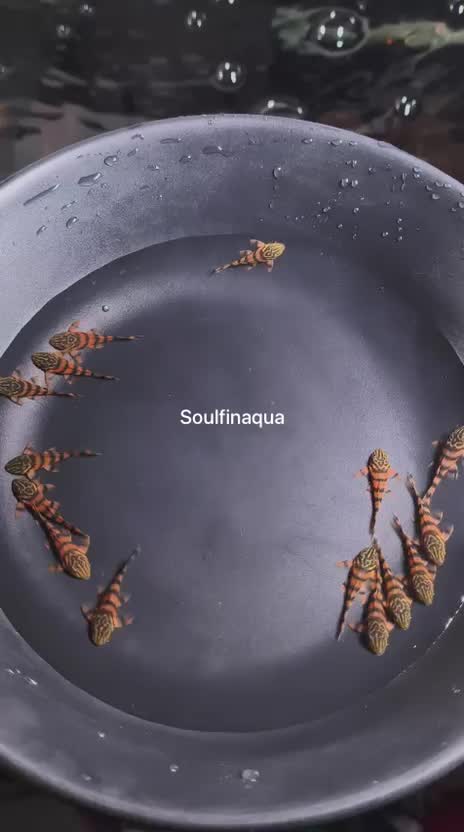 Pleco, farm video