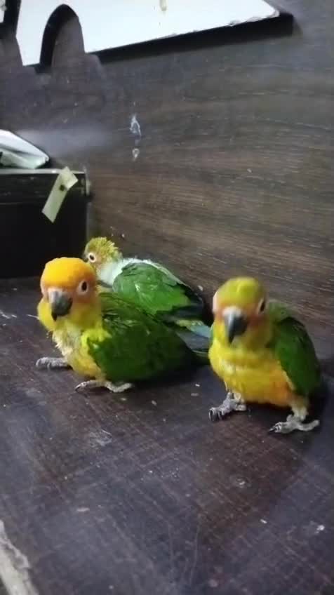Sun Conure, farm video
