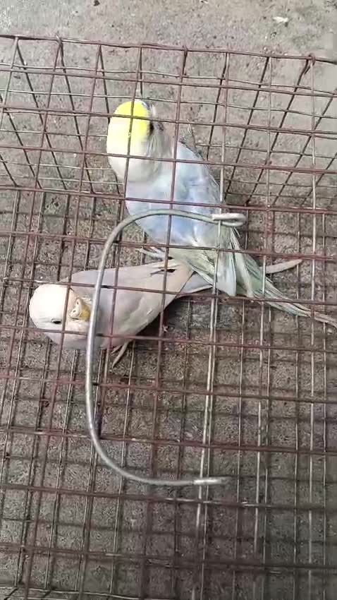 Budgies, farm video