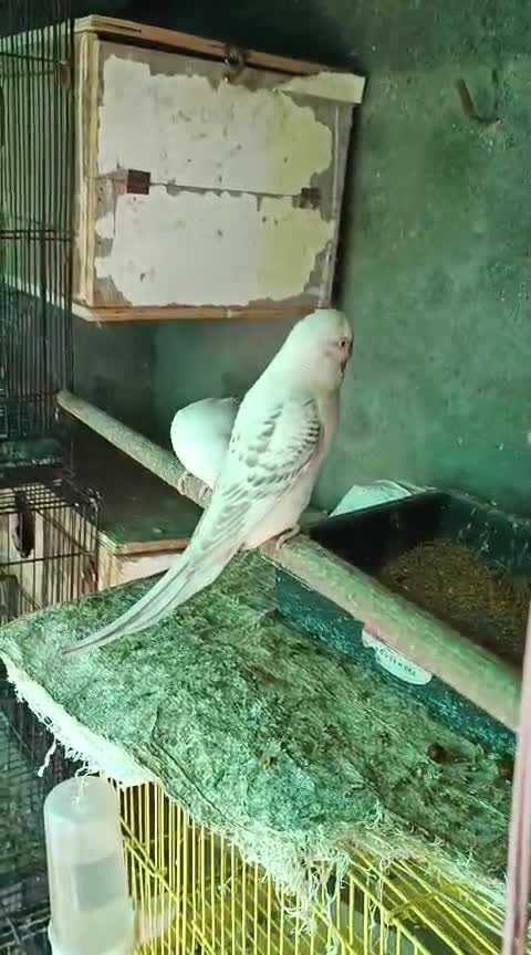 Budgies, farm video