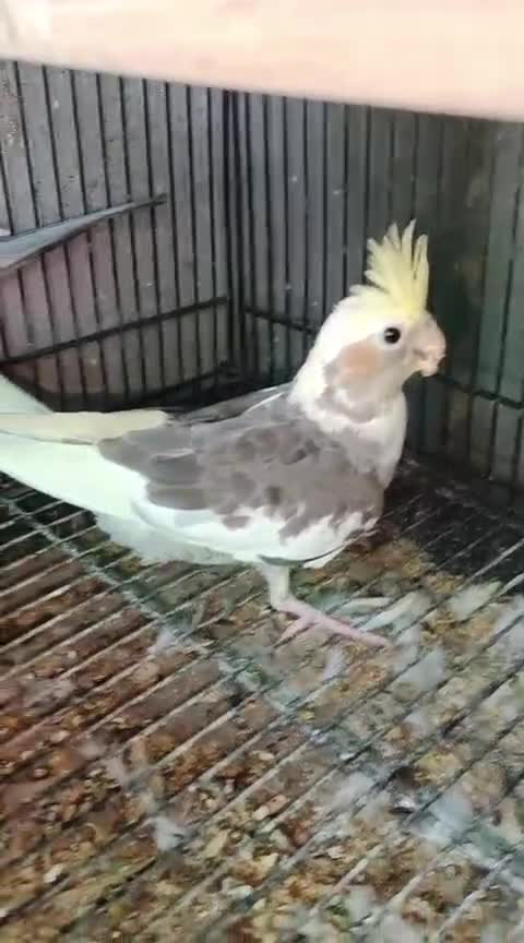 Cockatiel, farm video